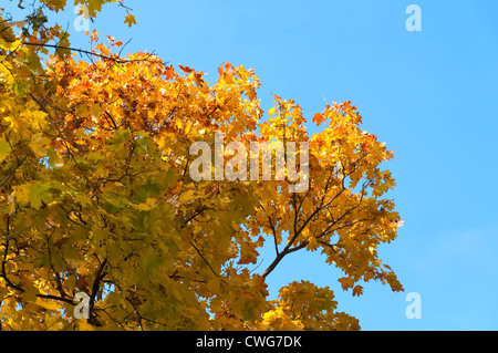 Gelbes Herbstlaub Ahorn gegen den blauen Himmel. Stockfoto