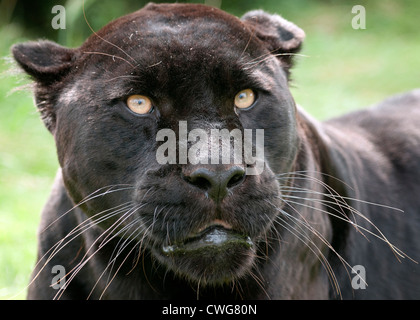 Weiblicher schwarzer jaguar Stockfoto