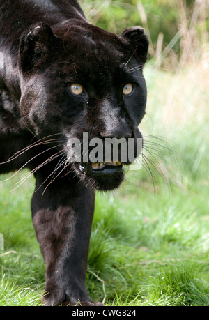 Weiblicher schwarzer jaguar Stockfoto