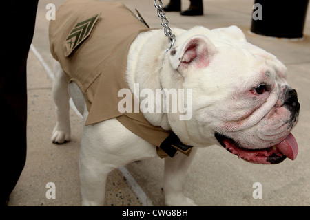 Sergeant Chesty XIII, das offizielle Maskottchen Marinekorps, nachdem er in seiner aktuellen Rang während einer Zeremonie 1. Juni 2012 gefördert. Bekannt für seine harten, muskulösen und aggressiv aussehen, hat die englische Bulldogge als Korporal seit Mai 2010 tätig. Sgt. Chesty ist immer im Dienst an der Kaserne, motivierende Zuschauer und Gäste bei zahlreichen Auftritten im in- und Ausland. Stockfoto