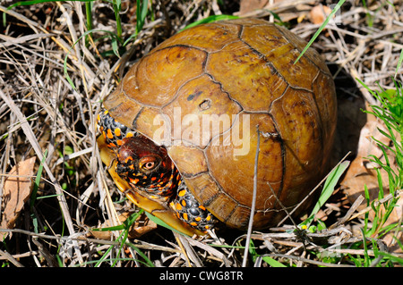 Drei-toed Kasten-Schildkröte Stockfoto