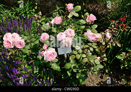 Bruder Cadfael Rose Bush Stockfoto