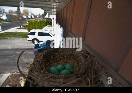 Ein Robin-Nest mit Eiern gebaut in einer Glühbirne Vorrichtung eine Außenwand eines Hauses. Stockfoto