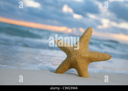 starfish on beach, blue sea and sunrise, shallow dof Stockfoto