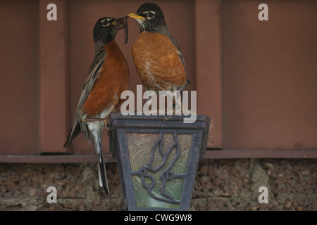 Ein paar der Rotkehlchen bringen in der Nahrung (Wurm) für ihre Küken in einem Nest Build in einer Glühbirne Vorrichtung eine Außenwand eines Hauses. Stockfoto