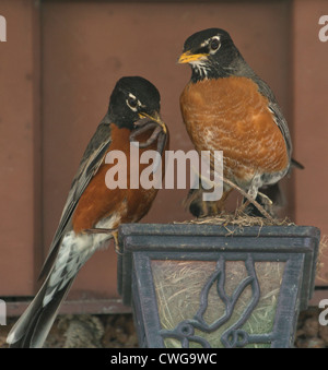 Bringen ein paar Rotkehlchen in der Nahrung (Würmer) für ihre Küken in einem Nest gebaut in einer Glühbirne Vorrichtung außerhalb einer Wand von einem ein Haus. Stockfoto