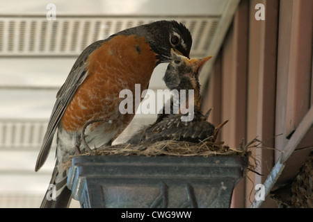 Ein Rotkehlchen ernährt ihre Küken in einem Nest in einer Glühbirne Vorrichtung eine Außenwand eines Hauses gebaut. Stockfoto