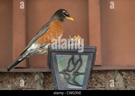 Ein Rotkehlchen wacht über ihre Küken in einem Nest in einer Glühbirne Vorrichtung in eine Außenwand eines Hauses gebaut. Stockfoto