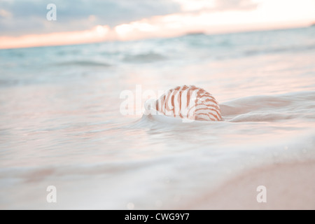 Meeresschnecke im Meerwelle und Sonnenaufgang Stockfoto