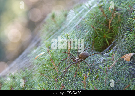 Ein Trichter-Spinne aus trichterförmigen Netz auf ein immergrüner Strauch Stockfoto