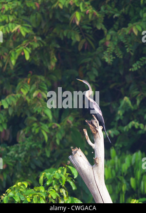 Oriental Darter, Anhinga Melanogaster sitzt auf einem abgestorbenen Baum, Sabah, Malaysia Stockfoto