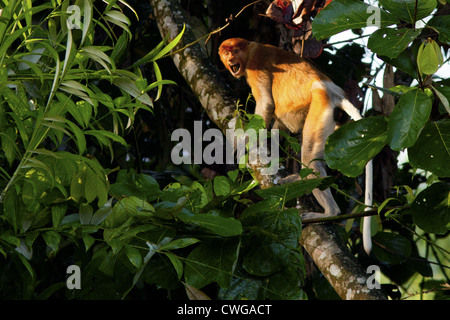 Nasenaffe, Nasalis Larvatus, aufrufen während Kletterbaum, Sabah, Malaysia Stockfoto