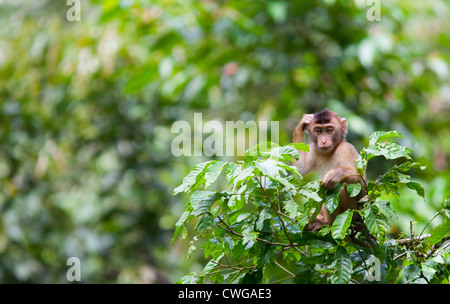 Schwein-tailed Macaque, Macaca Nemestrina, sitzt in einem Baum, Sabah, Malaysia Stockfoto