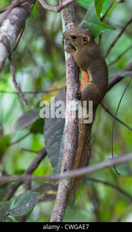 Wegerich Eichhörnchen Callosciurus Notatus, in einem Baum, Sabah, Malaysia Stockfoto