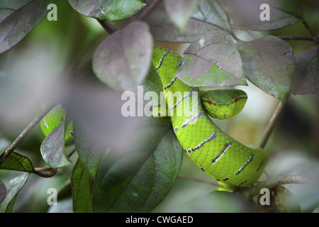 Grün-Grubenotter, Tropidolaemus Subannulatus, Sabah, Malaysia Stockfoto