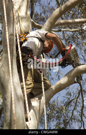 Baum - lopper Greg Roberts bei der Arbeit in den Blue Mountains in Australien Stockfoto