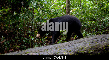 Sun Bear, Helarctos Malayanus, Bornean Sun Bear Conservation Centre, Sabah, Malaysia Stockfoto