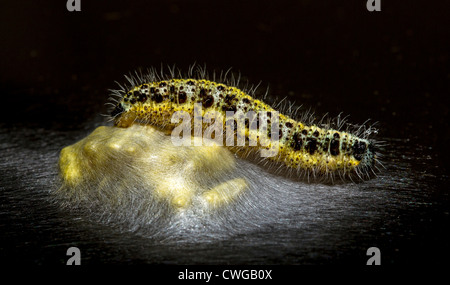 Raupe des Kokons der parasitären Braconiden Wespe Cotesia Glomerata Bewachung Kohl weißen Schmetterlings (Pieris Brassicae). Stockfoto