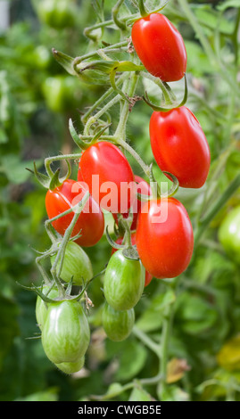 Baby-Eiertomaten Rosada wächst an den Rebstöcken im heimischen Gewächshaus, Cumbria, England, UK Stockfoto