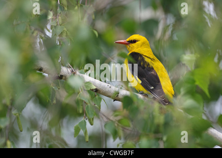 Pirol (Oriolus Oriolus), Männchen auf einem Ast der Birke, Bulgarien Stockfoto