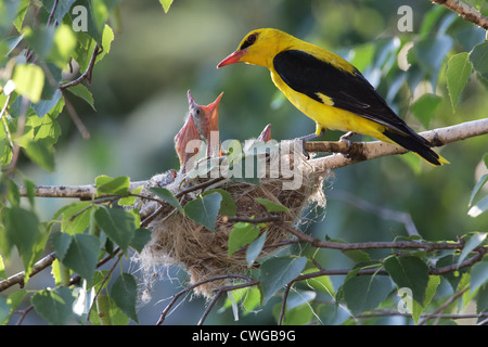 Pirol (Oriolus Oriolus), männliche Fütterung Jungtiere (Küken) am Nest, Bulgarien Stockfoto