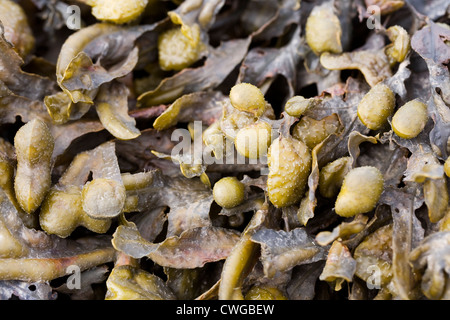 Fucus Vesiculosus. Blasentang am Strand. Stockfoto