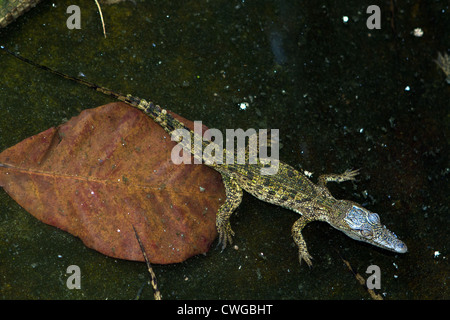 Young Nil-Krokodil (Crocodylus Niloticus), Tansania Stockfoto