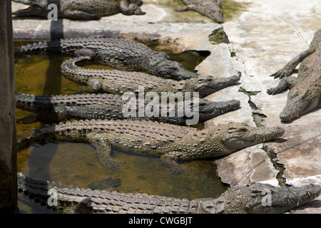 Nil-Krokodil (Crocodylus Niloticus) in Crocodile Farm, Bagamoyo, Tanzania Stockfoto