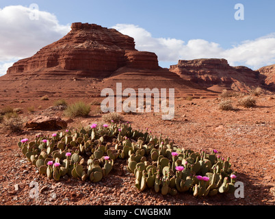 Prickly Pear Cactus in der Blume in der Nähe der Vermilion Cliffs im nördlichen Arizona Stockfoto