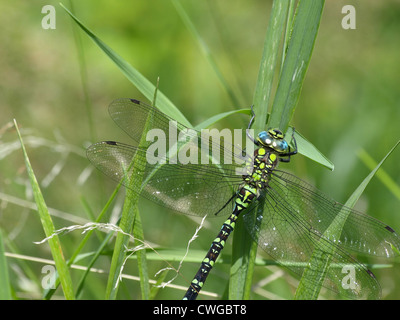 Südlichen Hawker / Blue Darner / Aeshna Cyanea / Libelle / Blaugrüne Mosaikjungfer Stockfoto