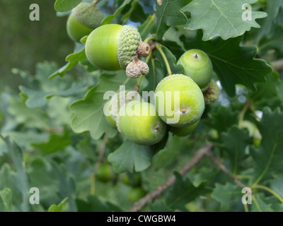 Englische Eiche mit Eicheln / Quercus Robur / Stiel-Eiche Mit Eicheln Stockfoto