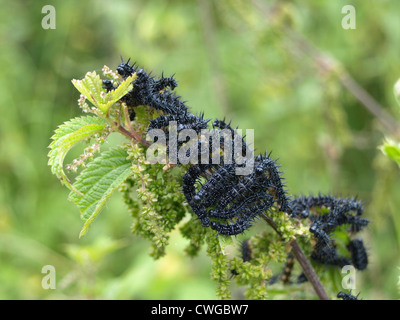 Raupe des Europäischen Peacocl Schmetterling / Inachis Io / Raupen Vom Tagpfauenauge Stockfoto