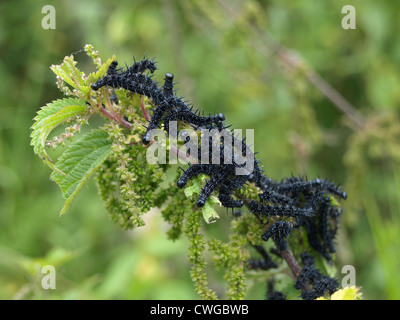 Raupe des Europäischen Peacocl Schmetterling / Inachis Io / Raupen Vom Tagpfauenauge Stockfoto