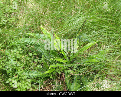 Hirsch-Farn / Blechnum spicant / Rippenfarn Stockfoto