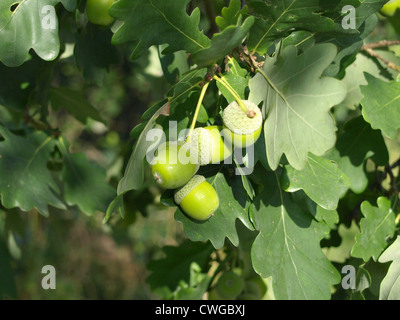 Englische Eiche mit Eicheln / Quercus Robur / Stiel-Eiche Mit Eicheln Stockfoto