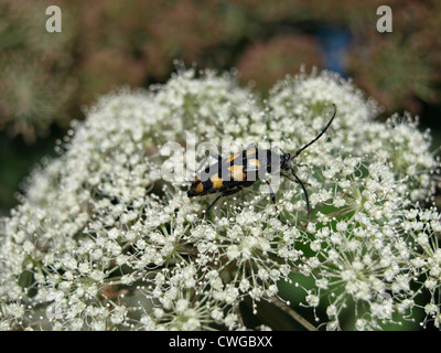 Vier-banded Longhorn Beetle / Leptura Quadrifasciata / Vierbindiger Schmalbock Stockfoto