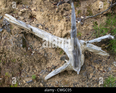 alten Baumwurzel, stumpf / Alte Baumwurzel, Baumstumpf Stockfoto