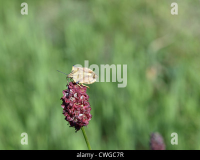 Fehler / Carpocoris Fuscispinus auf eine große Burnet / Nördliche Fruchtwanze Auf Großem Wiesenknopf Stockfoto