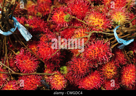 Malaysia, Borneo, Semporna, rote ramboutan Stockfoto