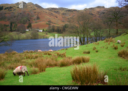 Loughrigg Tarn, Lake District, Cumbria, im winter Stockfoto