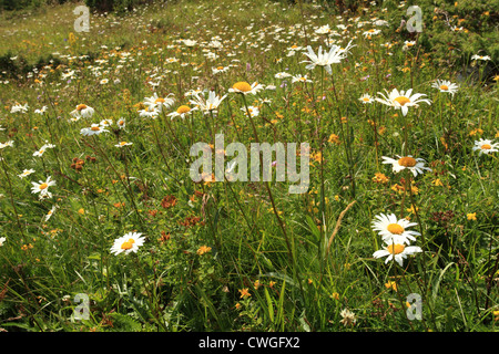 Blumen von Oxeye Daisy (Leucanthemum Vulgare) blühen auf der Wiese in Rohace, Nationalpark Hohe Tatra, Slowakei. Stockfoto