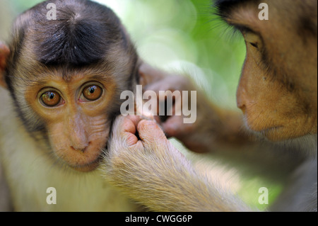 Malaysia, Borneo, Sepilok, südlichen Schwein-tailed Macaque (Macaca Nemestrina) Erwachsene Frau mit Baby im primären Regenwald lousing Stockfoto