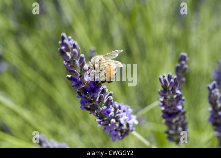 Bienen ernähren sich von einer Lavendel Blüte Stockfoto