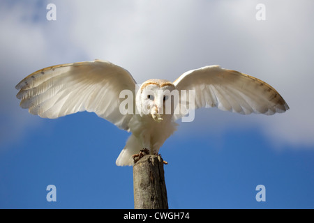 Schleiereule (Tyto Alba) mit Flügeln und Beute in Rechnung genommen unter kontrollierten Bedingungen Stockfoto