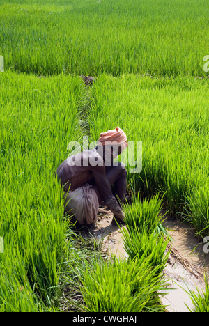 Indischen Bauern arbeiten in einem Reisfeld Paddy in Udaygiri, Orissa, Odisha, Indien, Südasien, Asien. Stockfoto