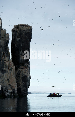 Zodiac cruise am Alkefjellet Vogel Felsen mit Brünnichs Trottellummen nisten, Uria Lomvia, Spitzbergen, Svalbard, Arktis Stockfoto