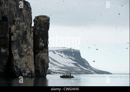 Zodiac cruise am Alkefjellet Vogel Felsen mit Brünnichs Trottellummen nisten, Uria Lomvia, Spitzbergen, Svalbard, Arktis Stockfoto