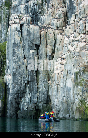 Zodiac cruise am Alkefjellet Vogel Felsen mit Brünnichs Trottellummen nisten, Uria Lomvia, Spitzbergen, Svalbard, Arktis Stockfoto