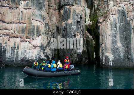 Zodiac cruise am Alkefjellet Vogel Felsen mit Brünnichs Trottellummen nisten, Uria Lomvia, Spitzbergen, Svalbard, Arktis Stockfoto