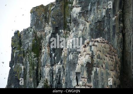 Brünnich von Trottellummen, Uria Lomvia, nisten auf Alkefjellet Vogel Klippe, Spitzbergen, Svalbard, Arktis Stockfoto